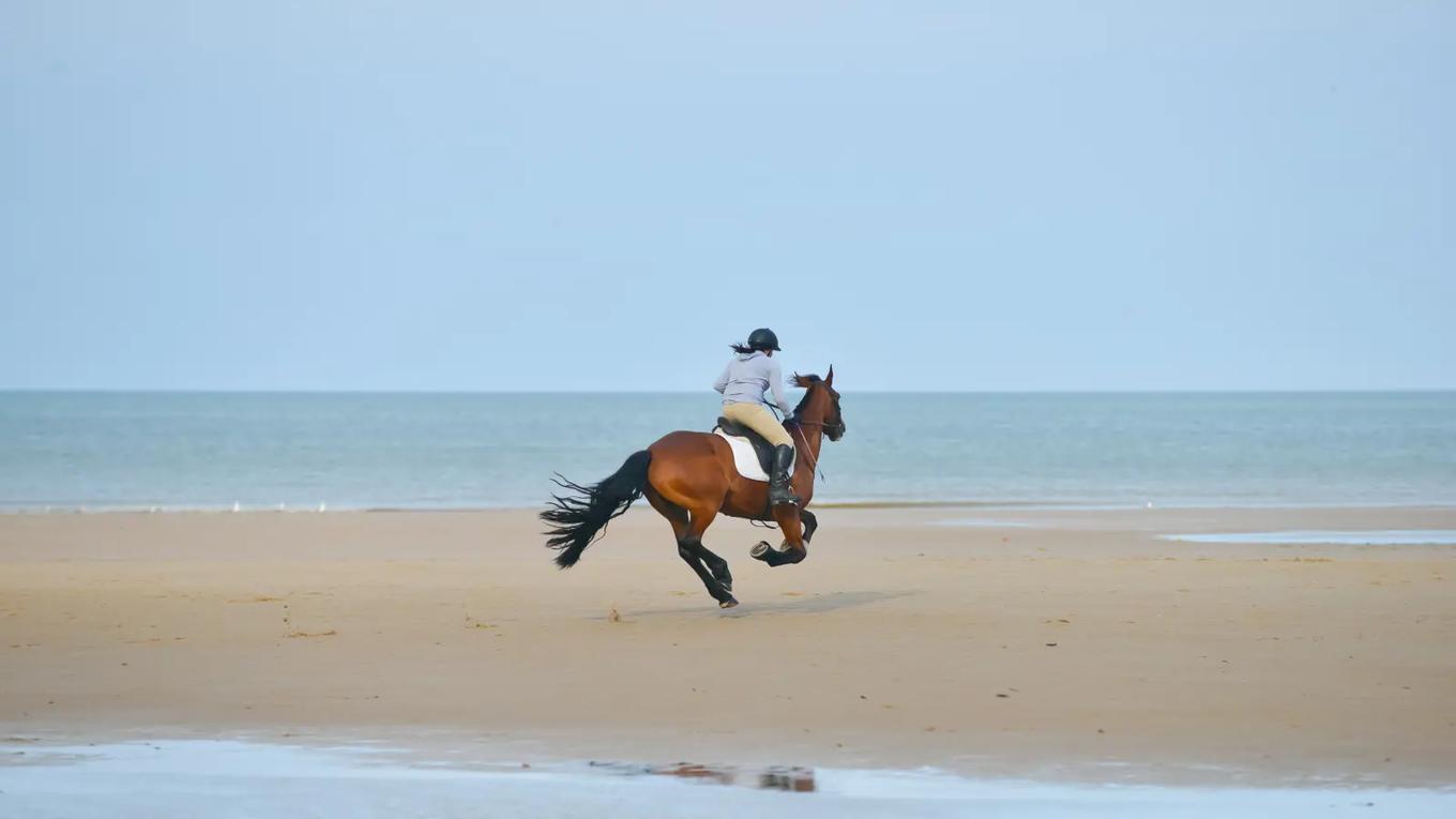 horse therapy