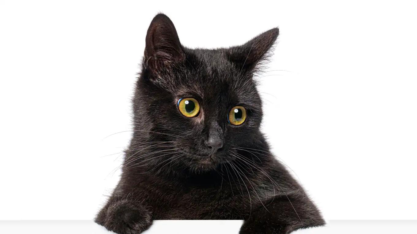 تفسيرات الحلم بقطة سوداء تتبعك.. خوف وتحديات