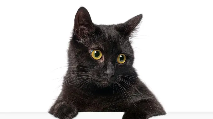 تفسير حلم القطط السوداء ومعانيها